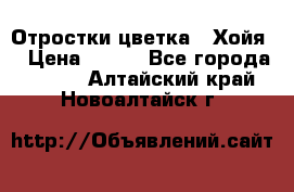 Отростки цветка  “Хойя“ › Цена ­ 300 - Все города  »    . Алтайский край,Новоалтайск г.